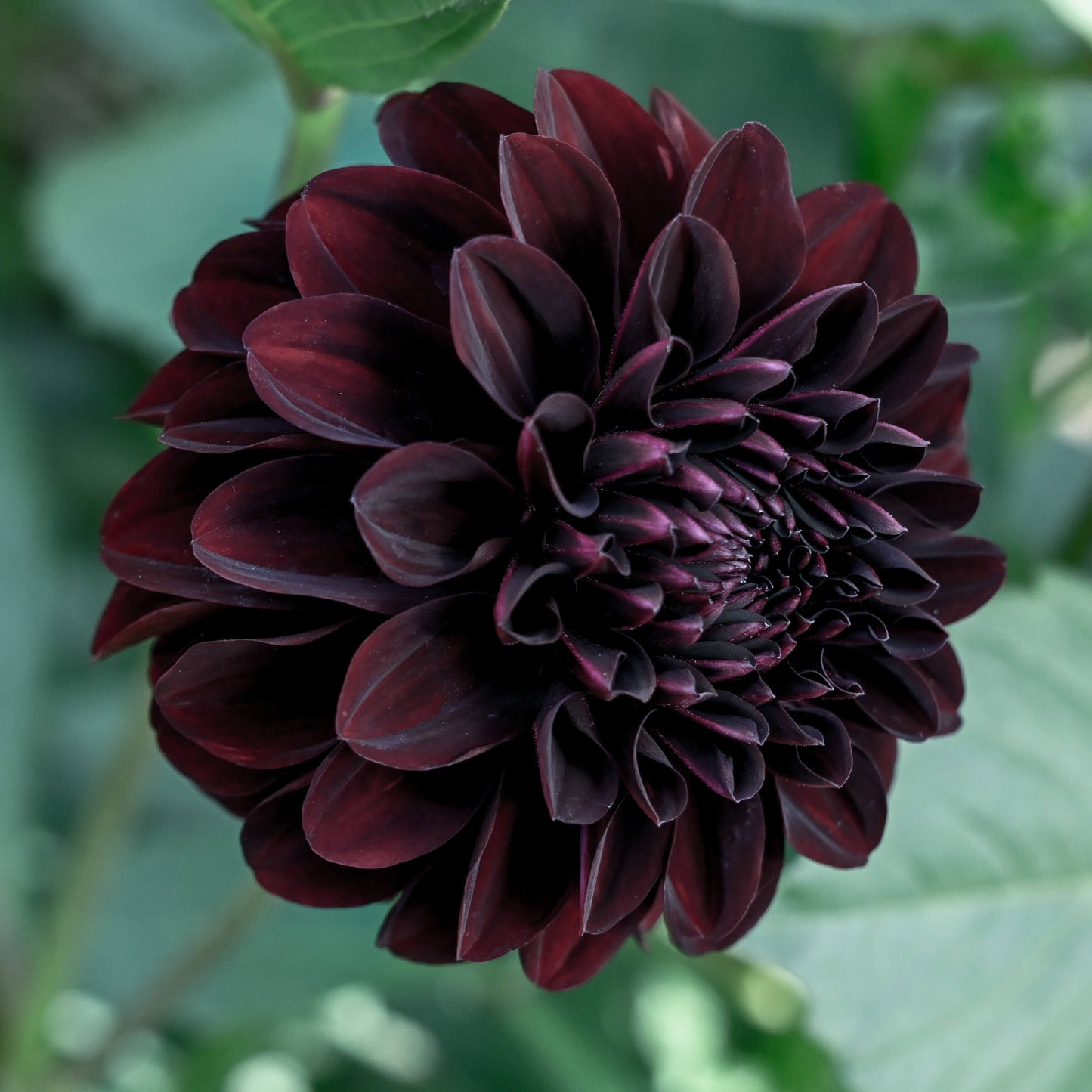 La Recoleta Dahlia
