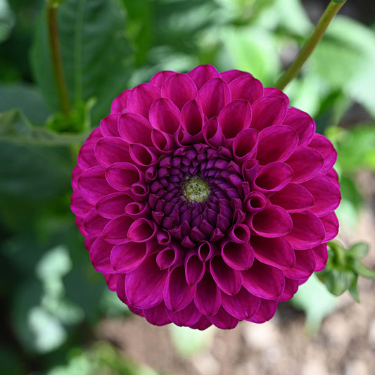 Cryfield Harmony Dahlia