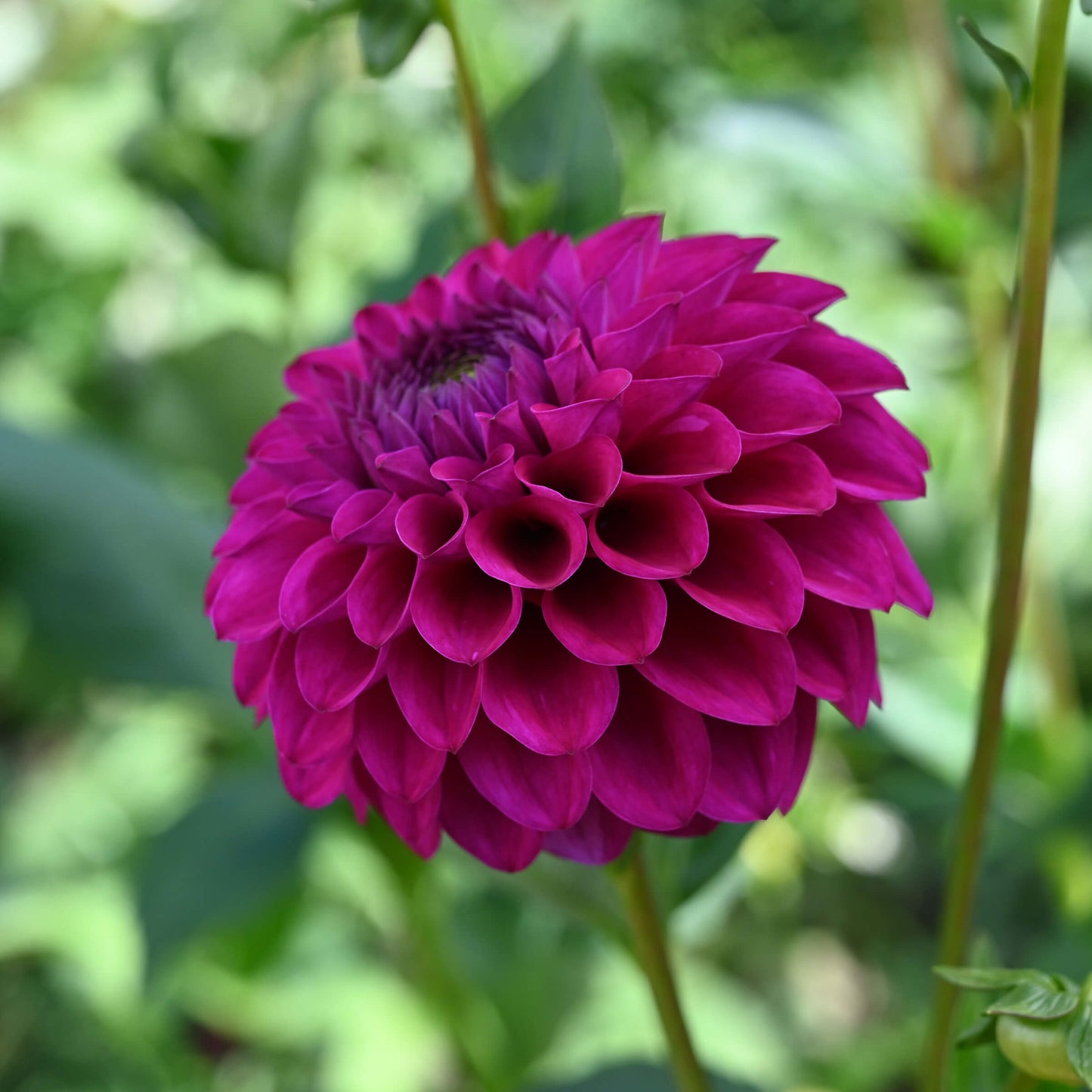 Cryfield Harmony Tuber