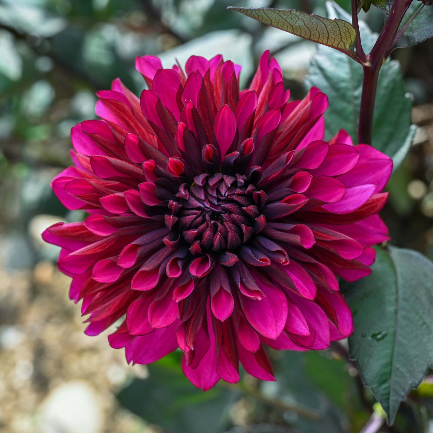 Purple Flame Tuber