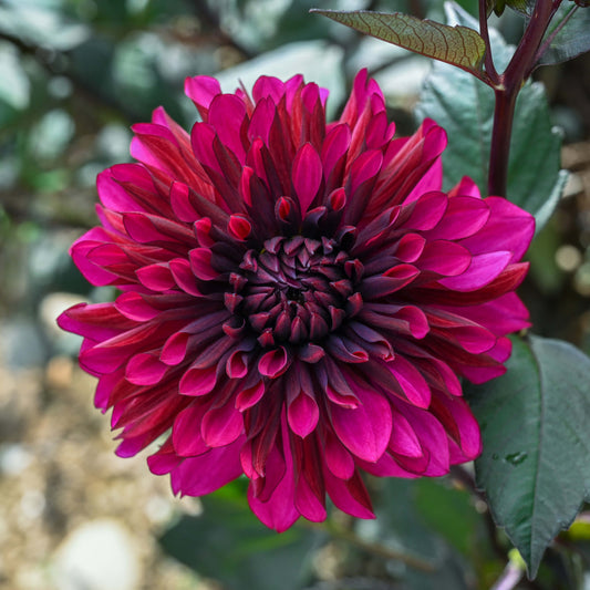 Purple Flame Tuber