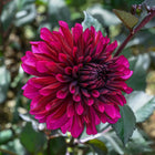 Purple Flame Tuber