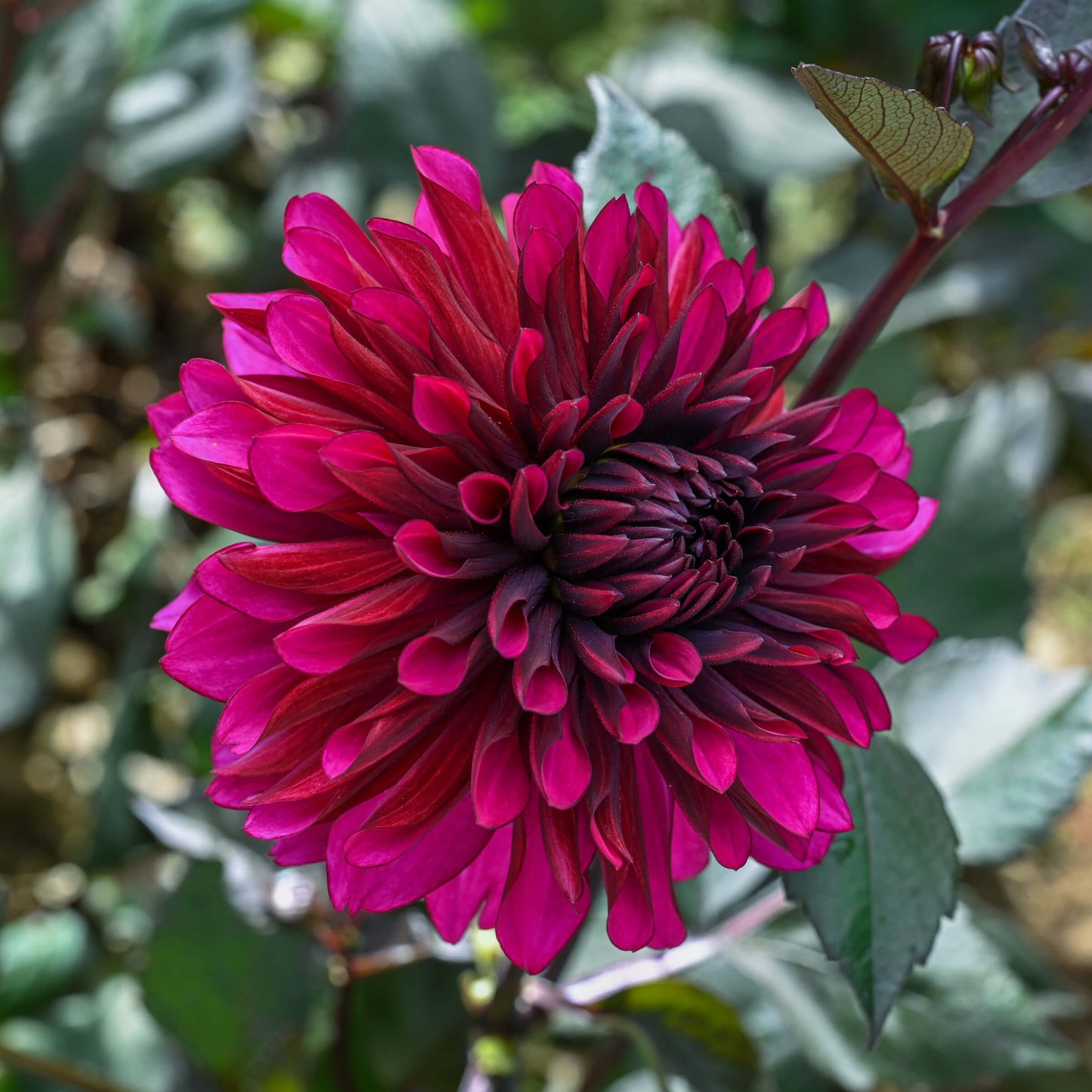 Purple Flame Tuber