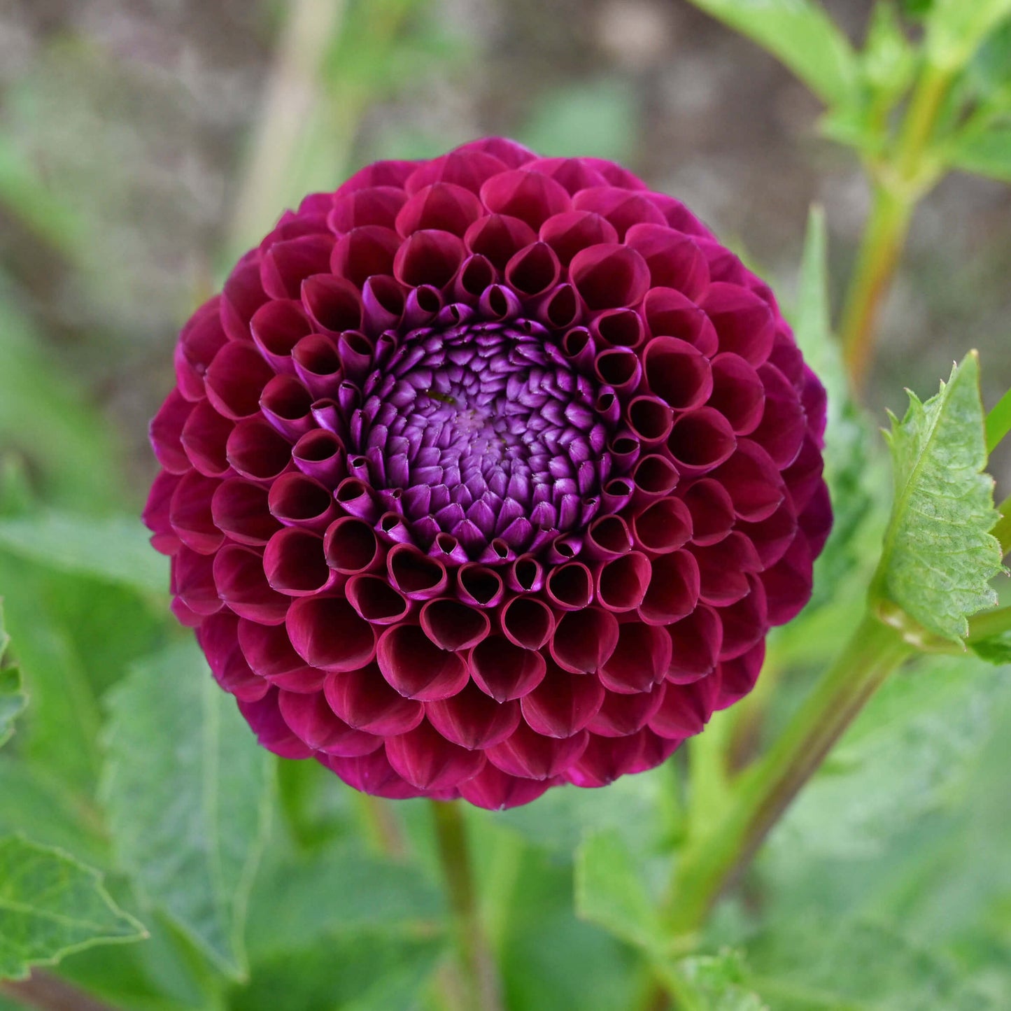 Downham Royal Dahlia