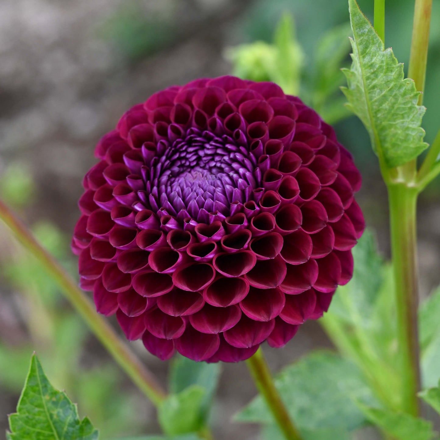 Downham Royal Dahlia