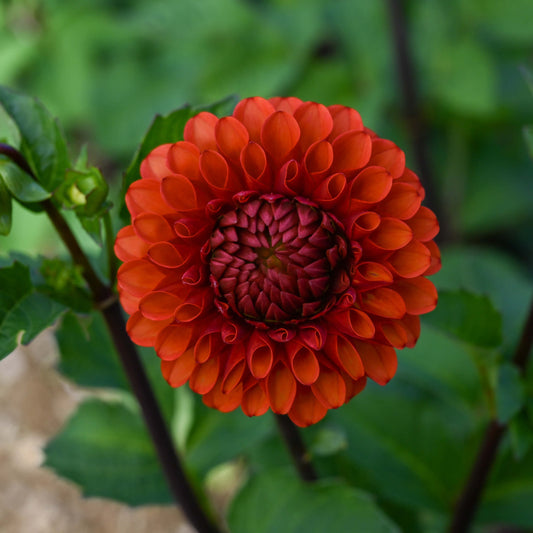 Brown Sugar Dahlia