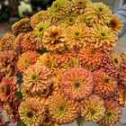 Zinnia Queen Orange Lime