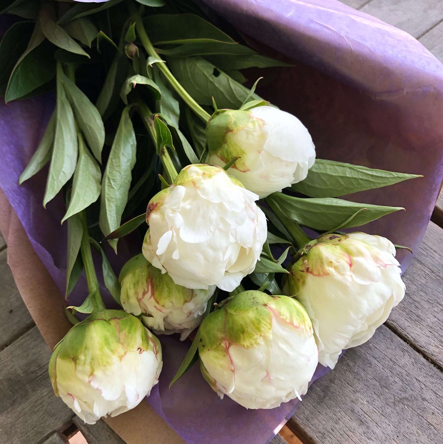 CSA Peonies