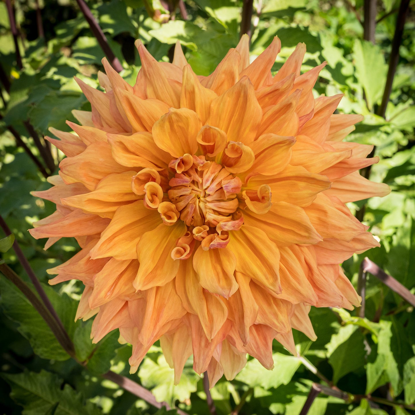 Ben Huston Dahlia