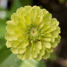 Zinnia Benary Giant Lime