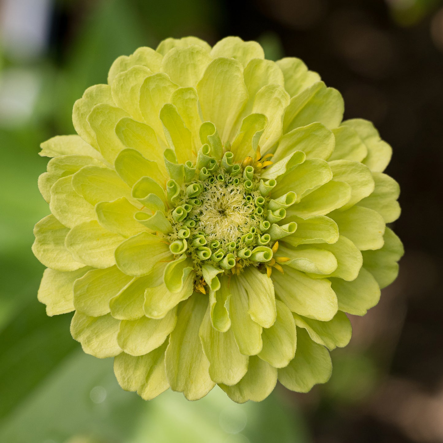 Zinnia Benary Giant Lime