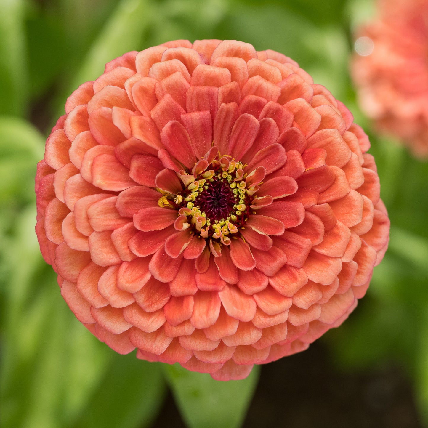 Zinnia Benary Giant Salmon Rose