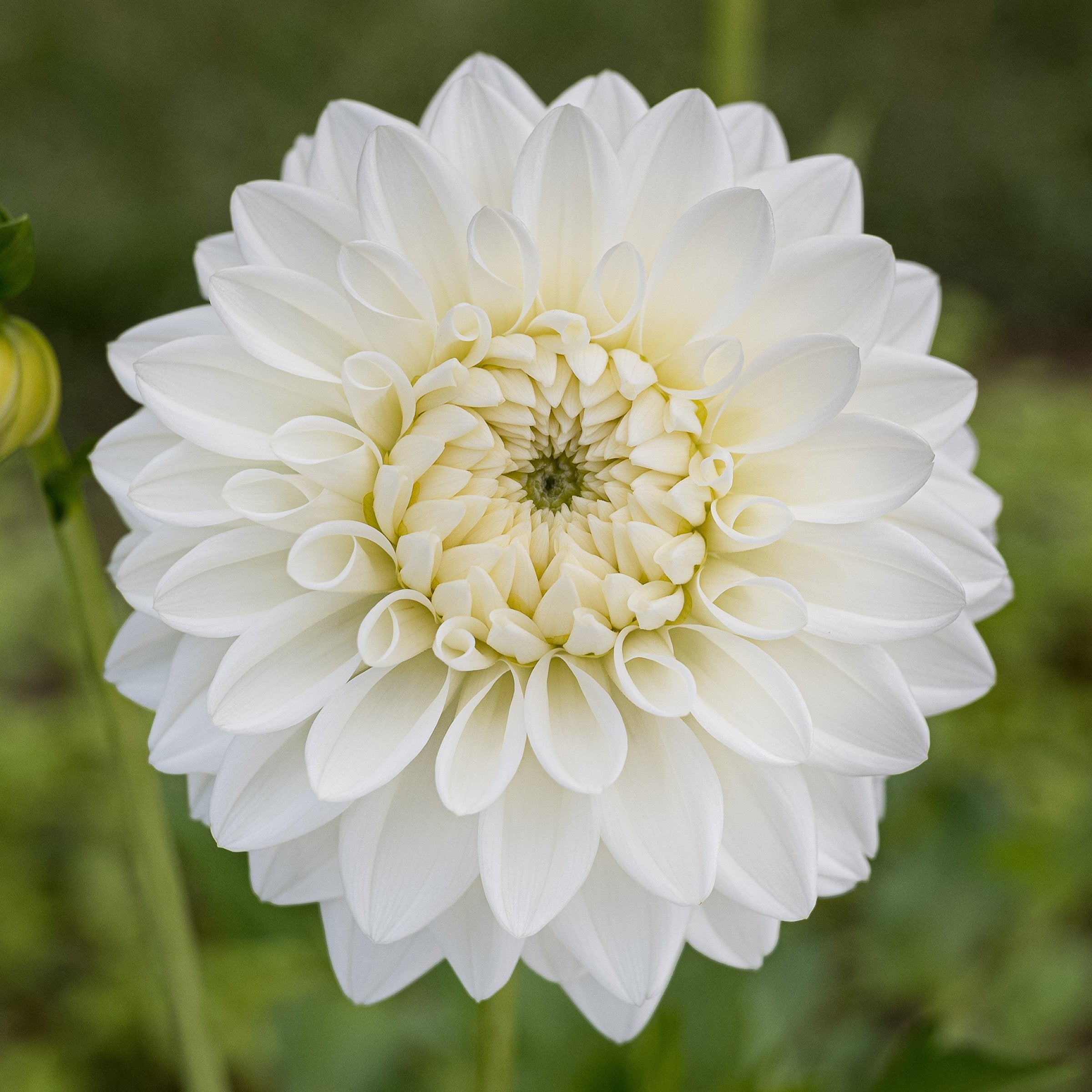 Blizzard Dahlia – Bear Creek Farm