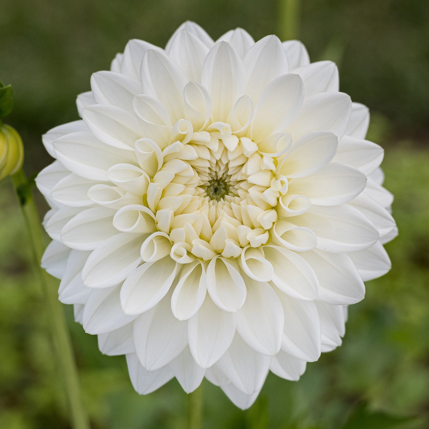 Blizzard Dahlia