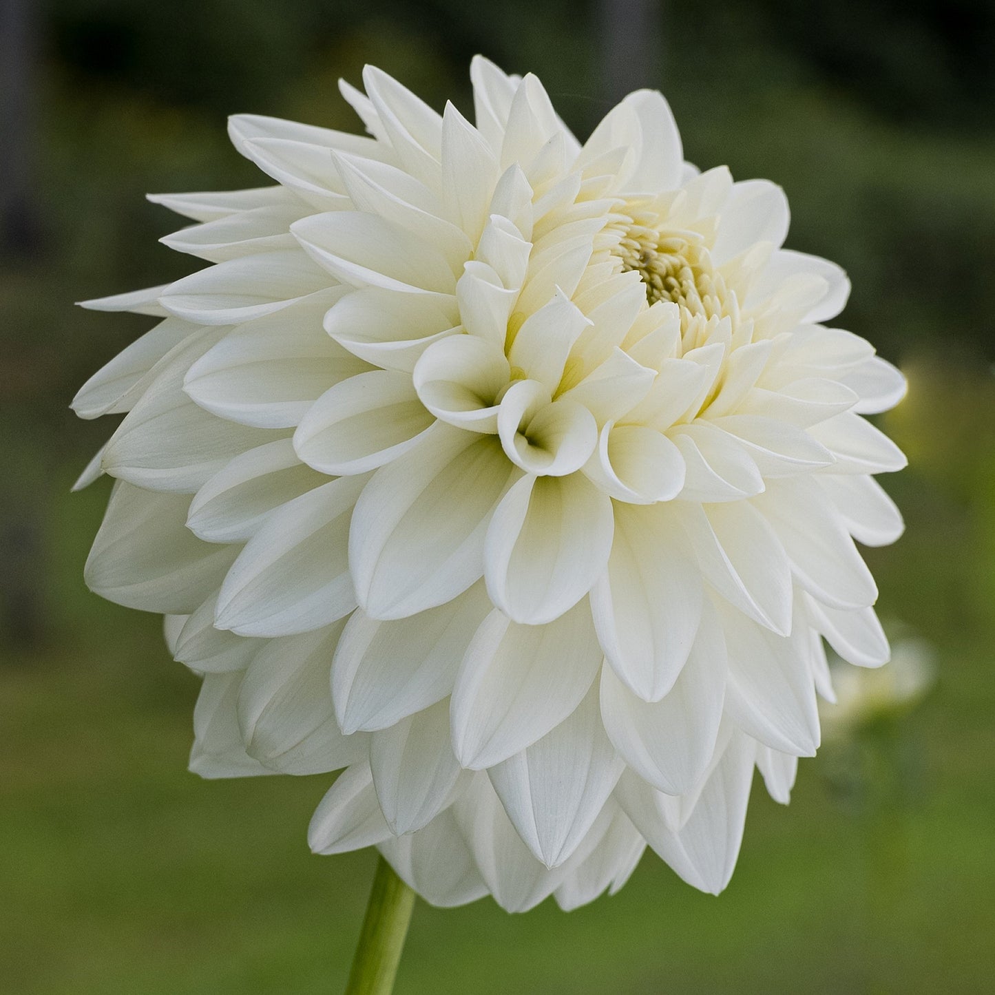 Blizzard Dahlia