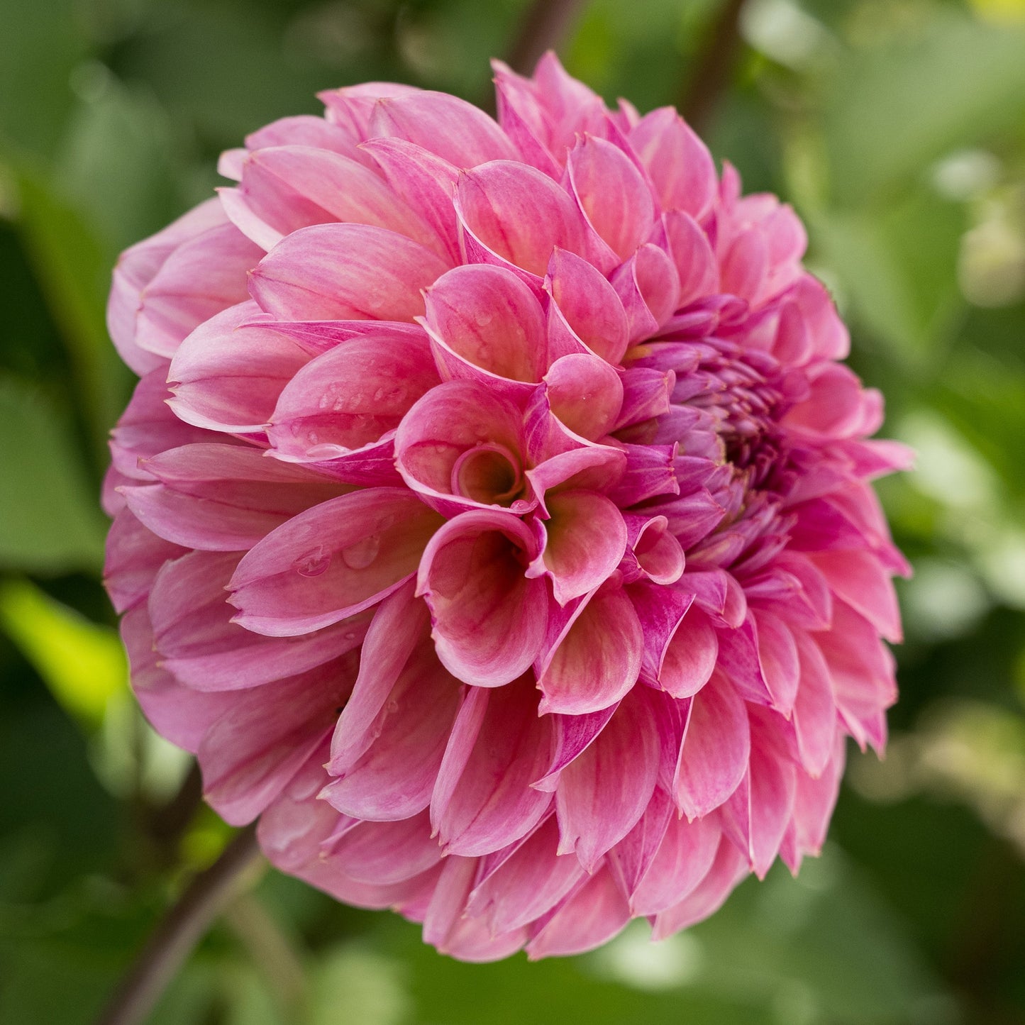 Bracken Rose Dahlia