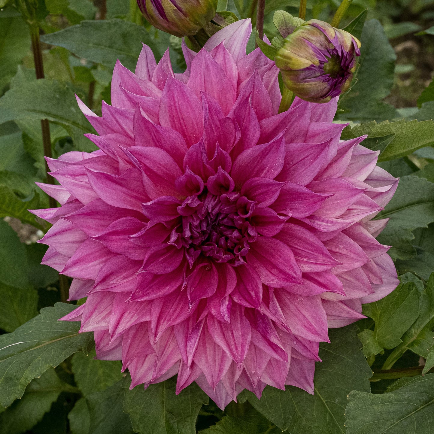 Café au Lait Rosé Dahlia