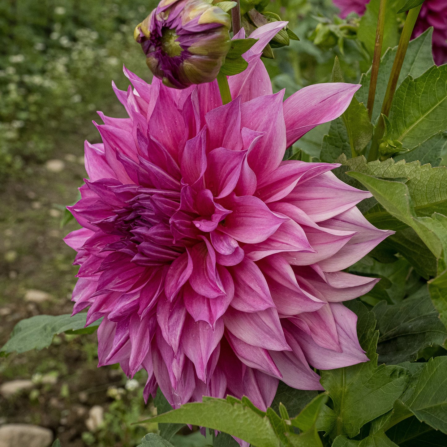 Café au Lait Rosé Dahlia