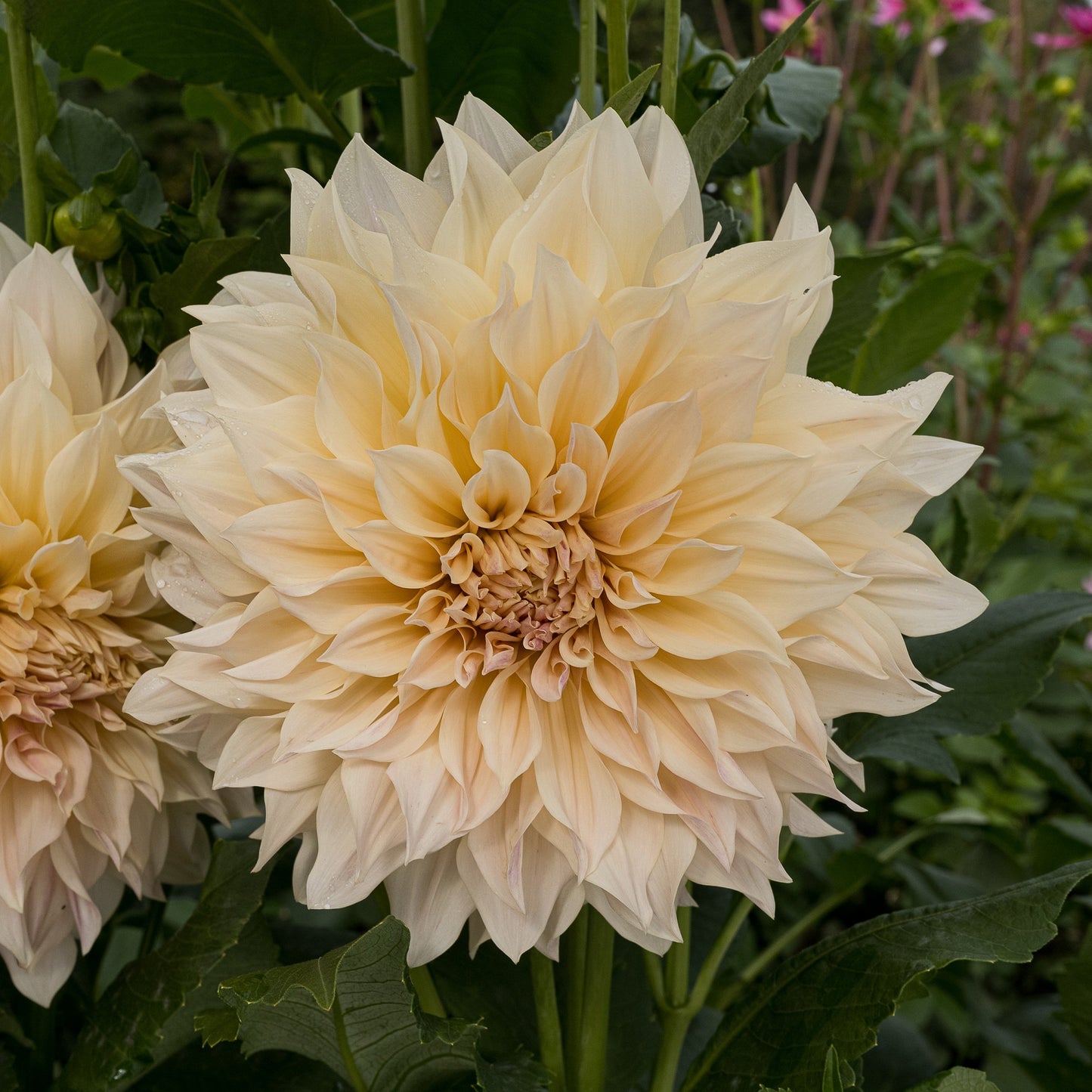 Café au Lait Dahlia