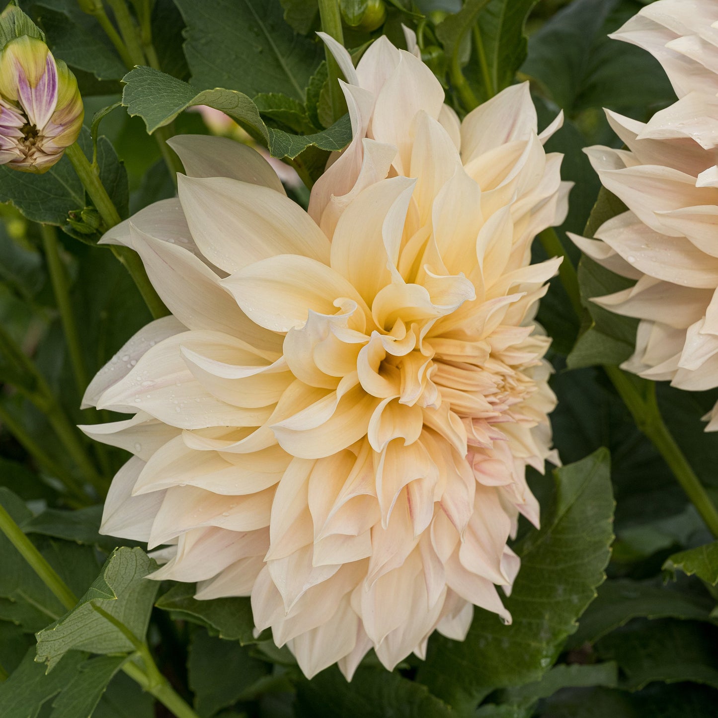 Café au Lait Dahlia