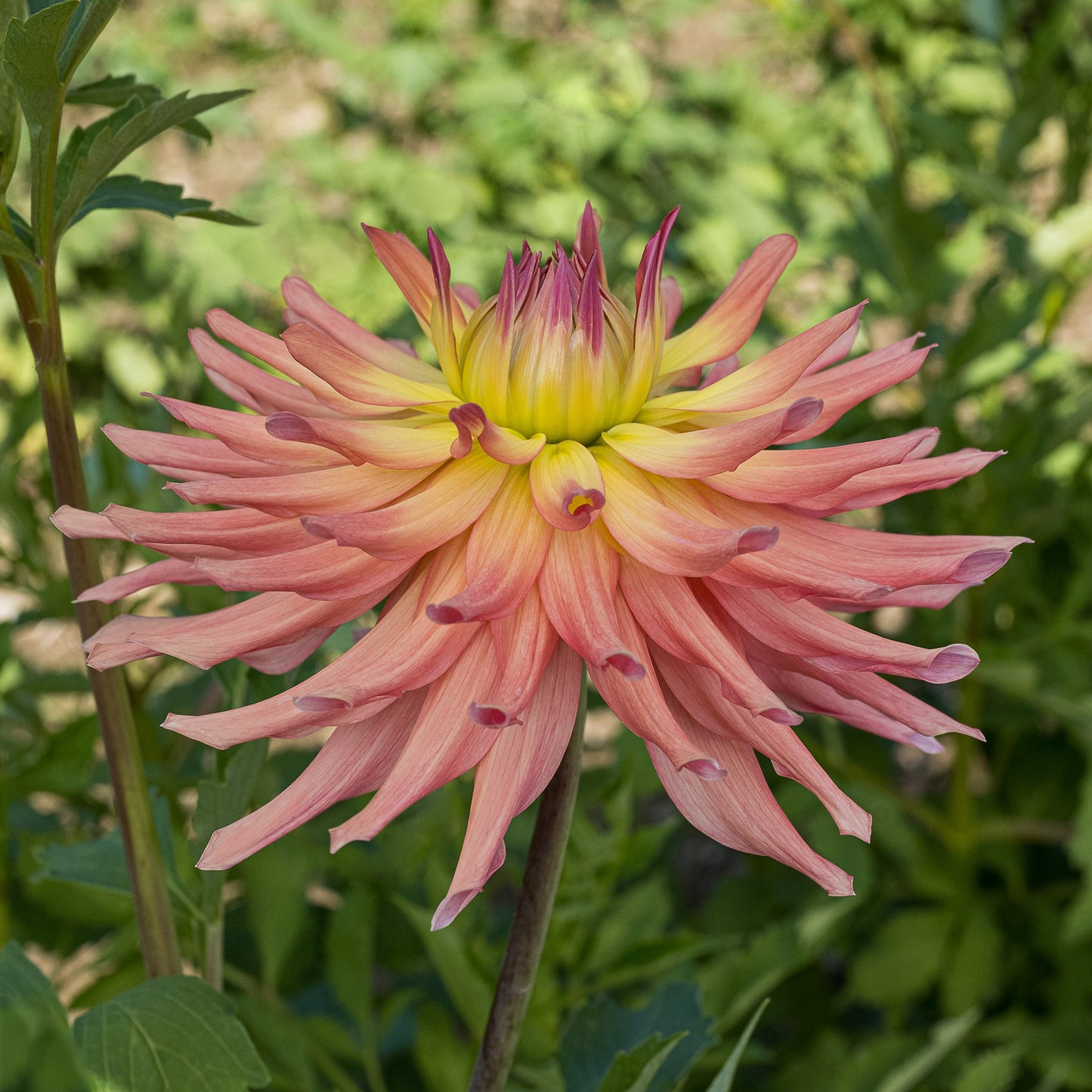 Camano Sitka Dahlia