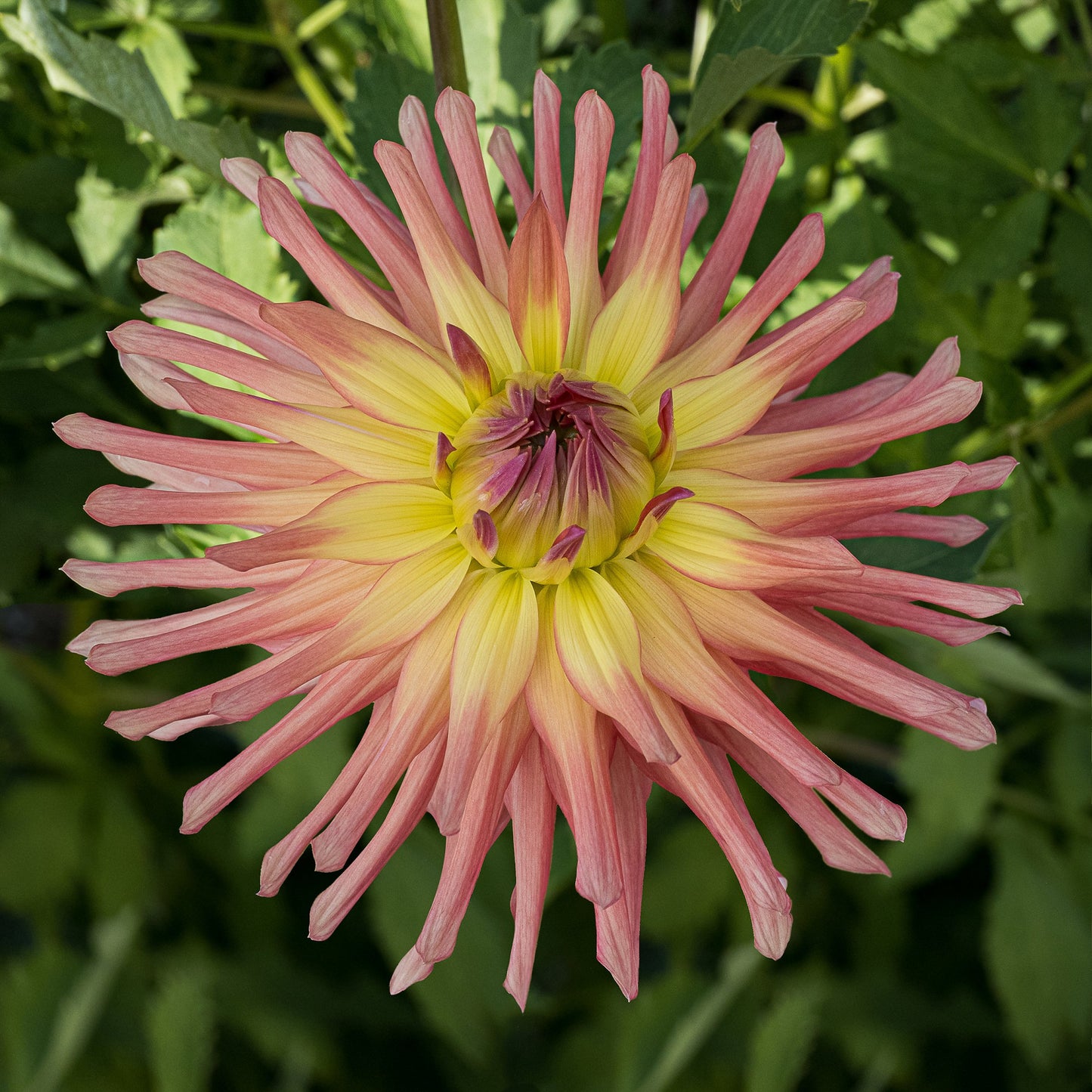 Camano Sitka Dahlia