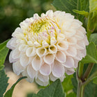 Camano Zoe Tuber