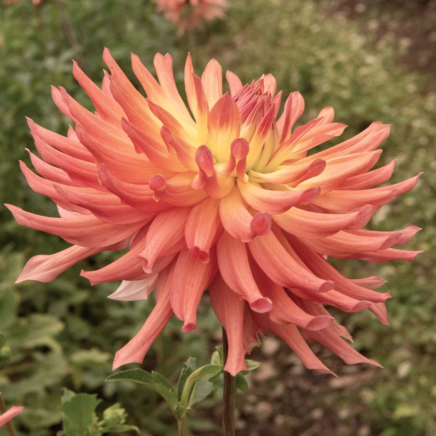 Camano Sitka Dahlia