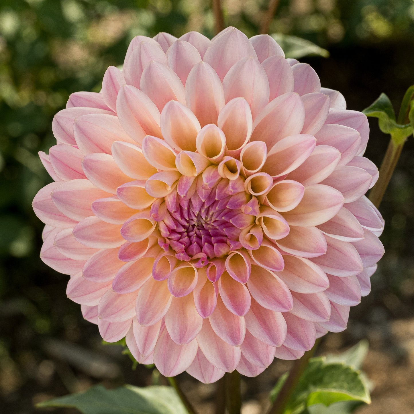 Castle Drive Dahlia