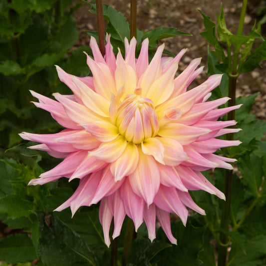 Clearview Jonas Tuber