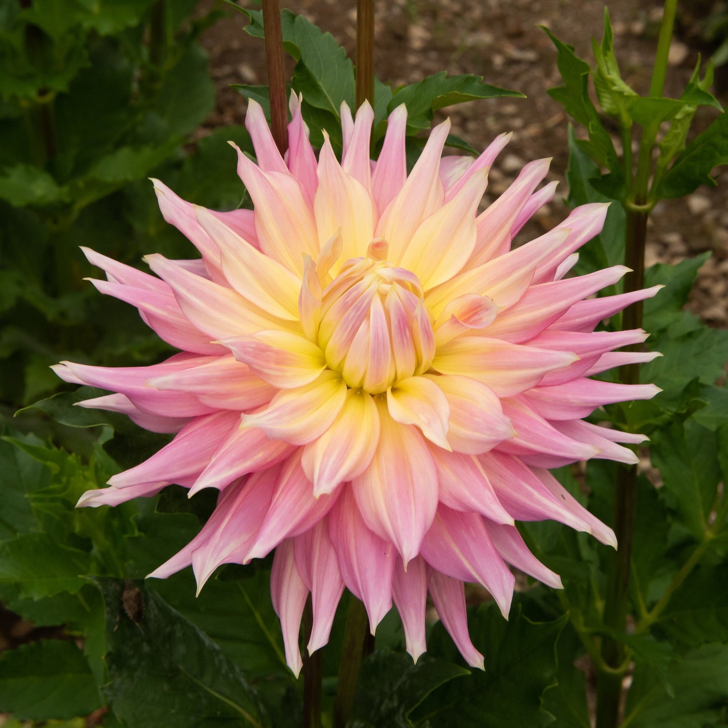 Clearview Jonas Dahlia