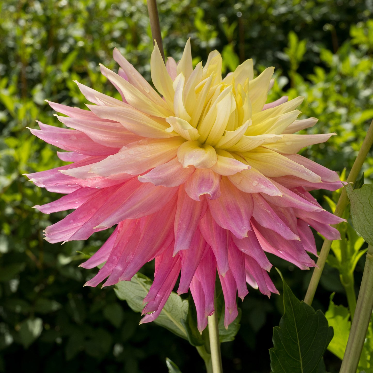 Clearview Jonas Dahlia