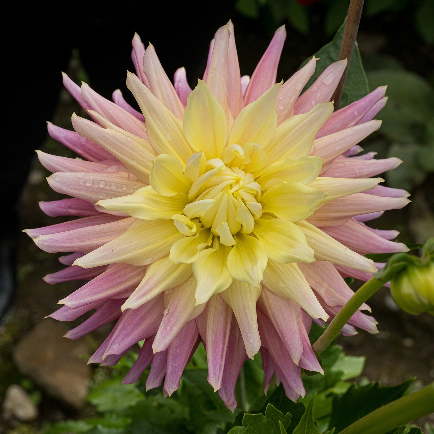 Clearview Jonas Dahlia