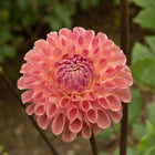 Clearview Peachy Tuber