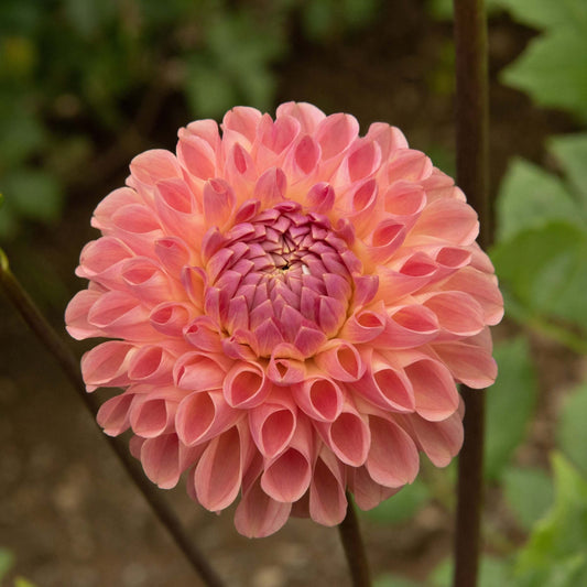 Clearview Peachy Dahlia