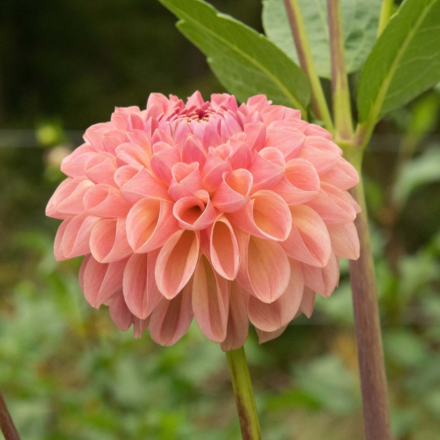 Clearview Peachy Tuber