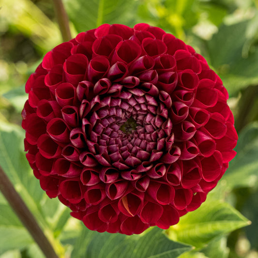 Cornel Dahlia