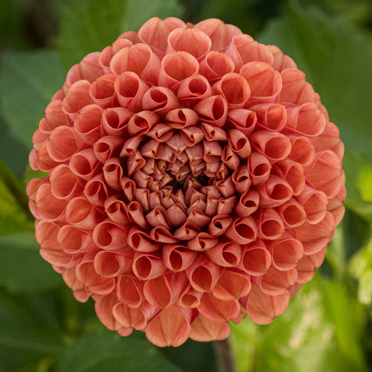 Cornel Bronze Dahlia