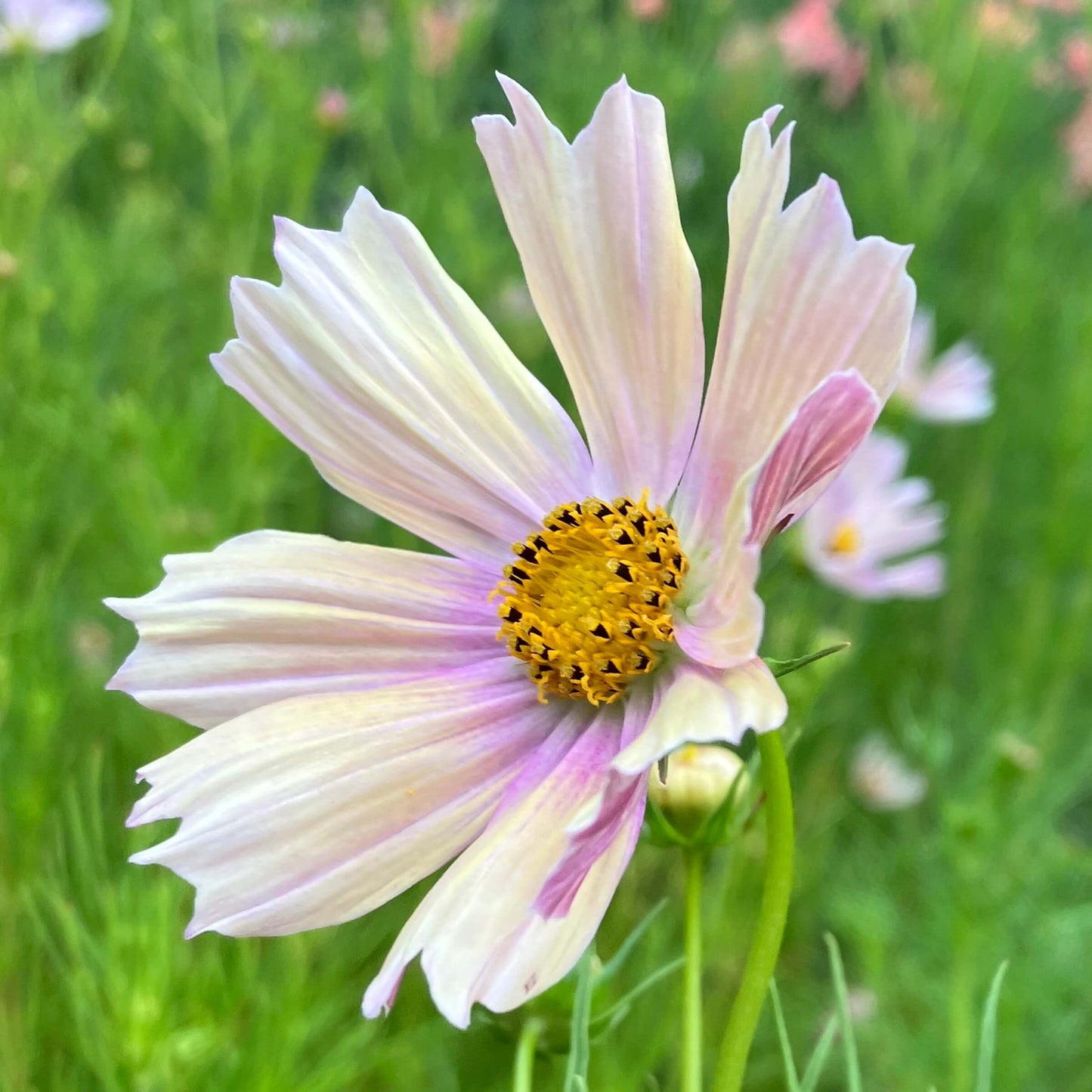 Cosmos Apricot Lemonade