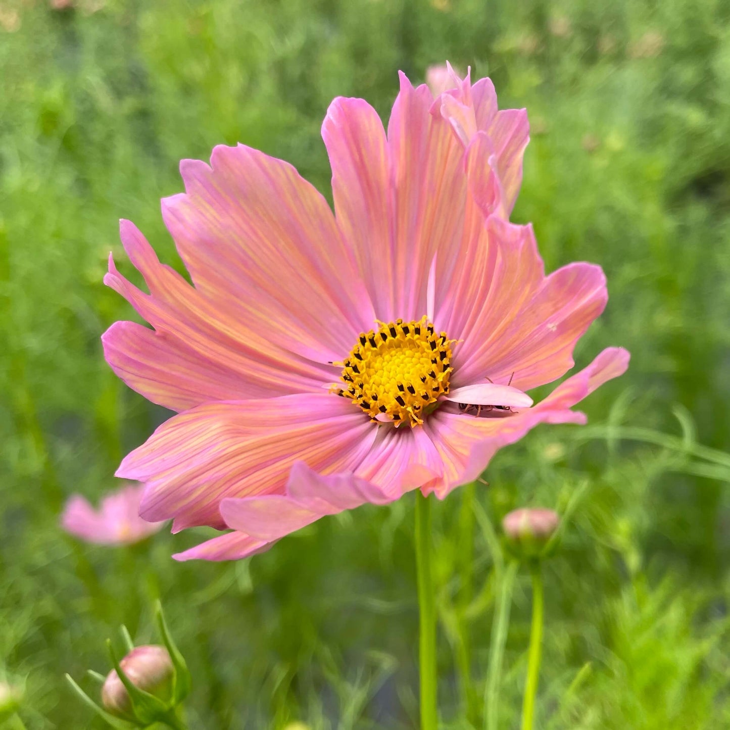 Cosmos Apricotta