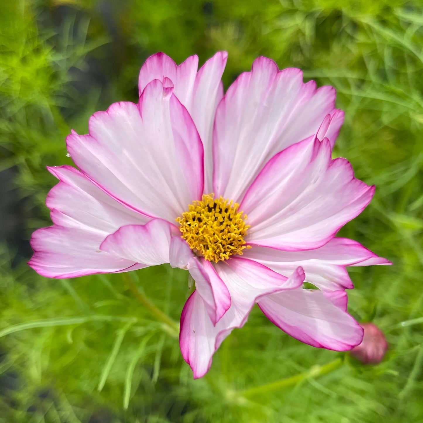 Cosmos Double Click Bicolor Violet