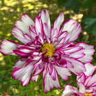 Cosmos Double Click Bicolor Violet