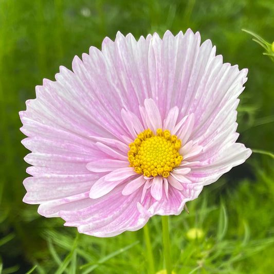 Cosmos Cupcakes Blush
