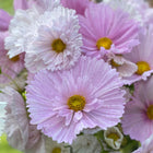 Cosmos Cupcakes Blush