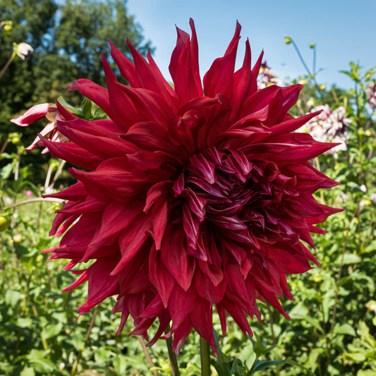 Creve Coeur Dahlia