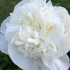 Duchesse de Nemours