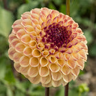 Ferncliff Spice Tuber