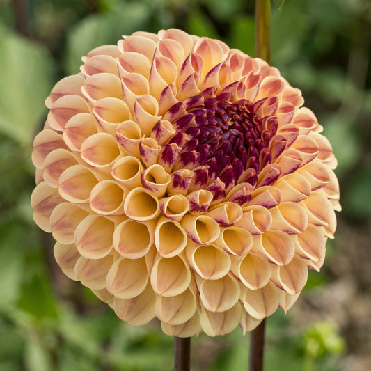 Ferncliff Spice Dahlia