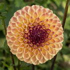 Ferncliff Spice Tuber
