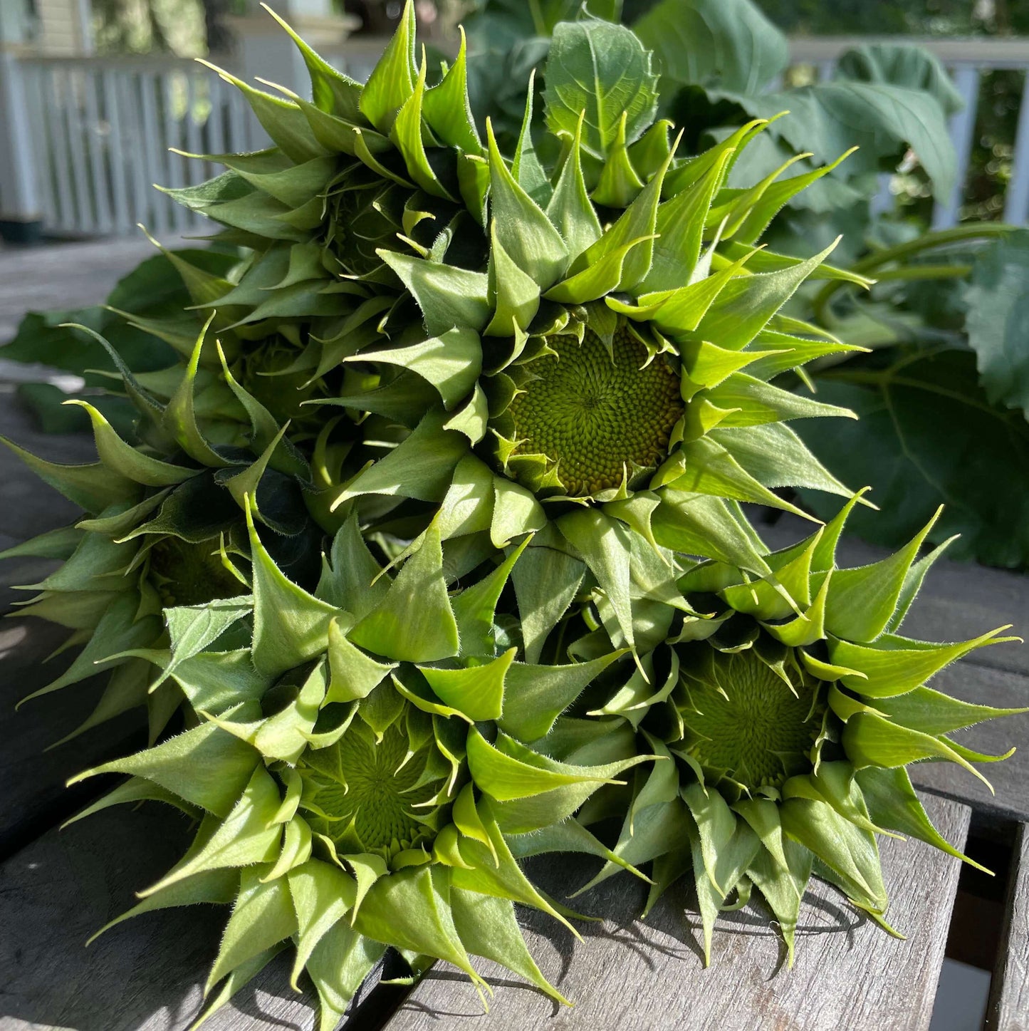 SunFill™ Green Sunflower